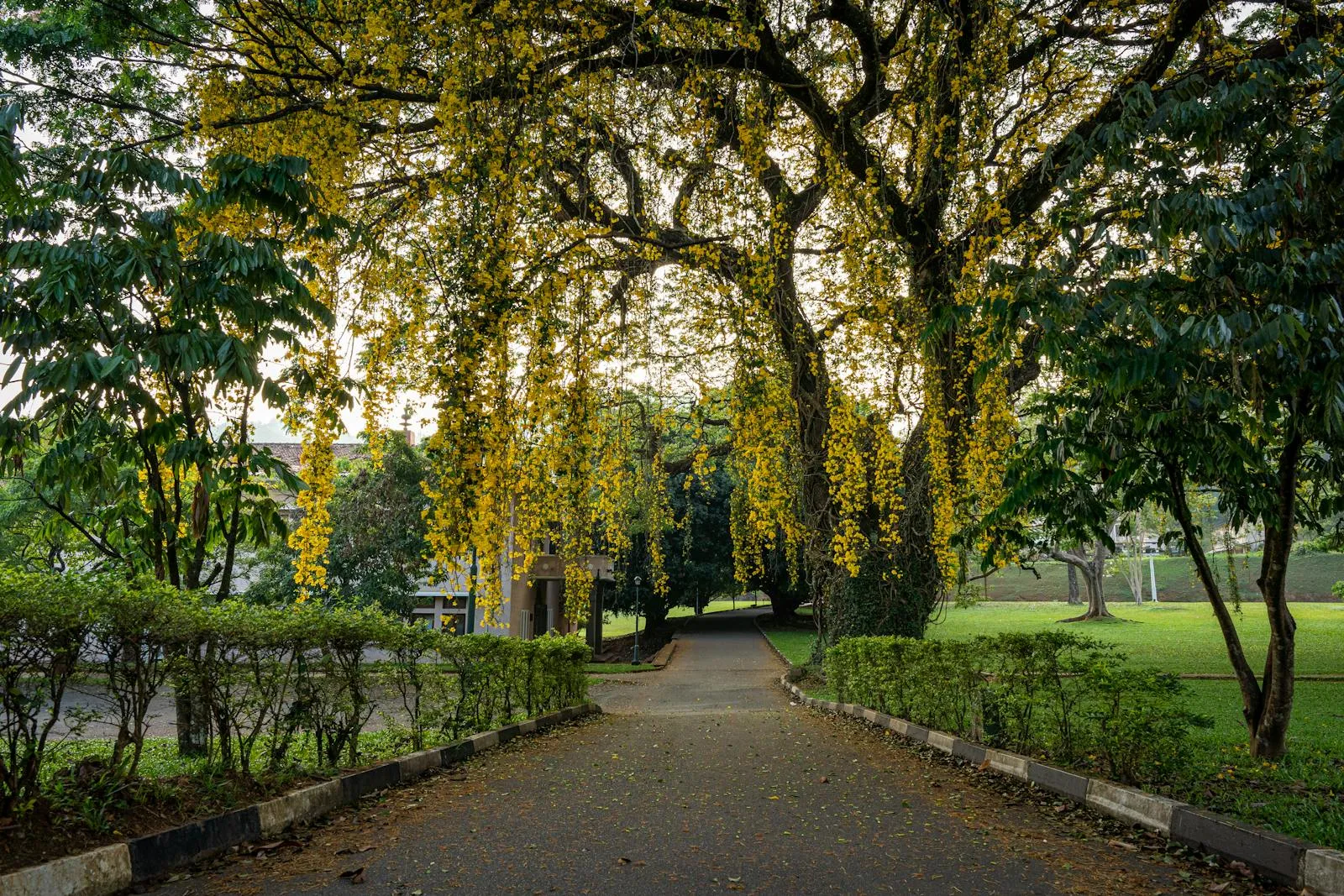 Photo by Thilina Alagiyawanna Picturesque outdoor scene of a lush green park with a vibrant yellow cassia tree in Sri Lanka.