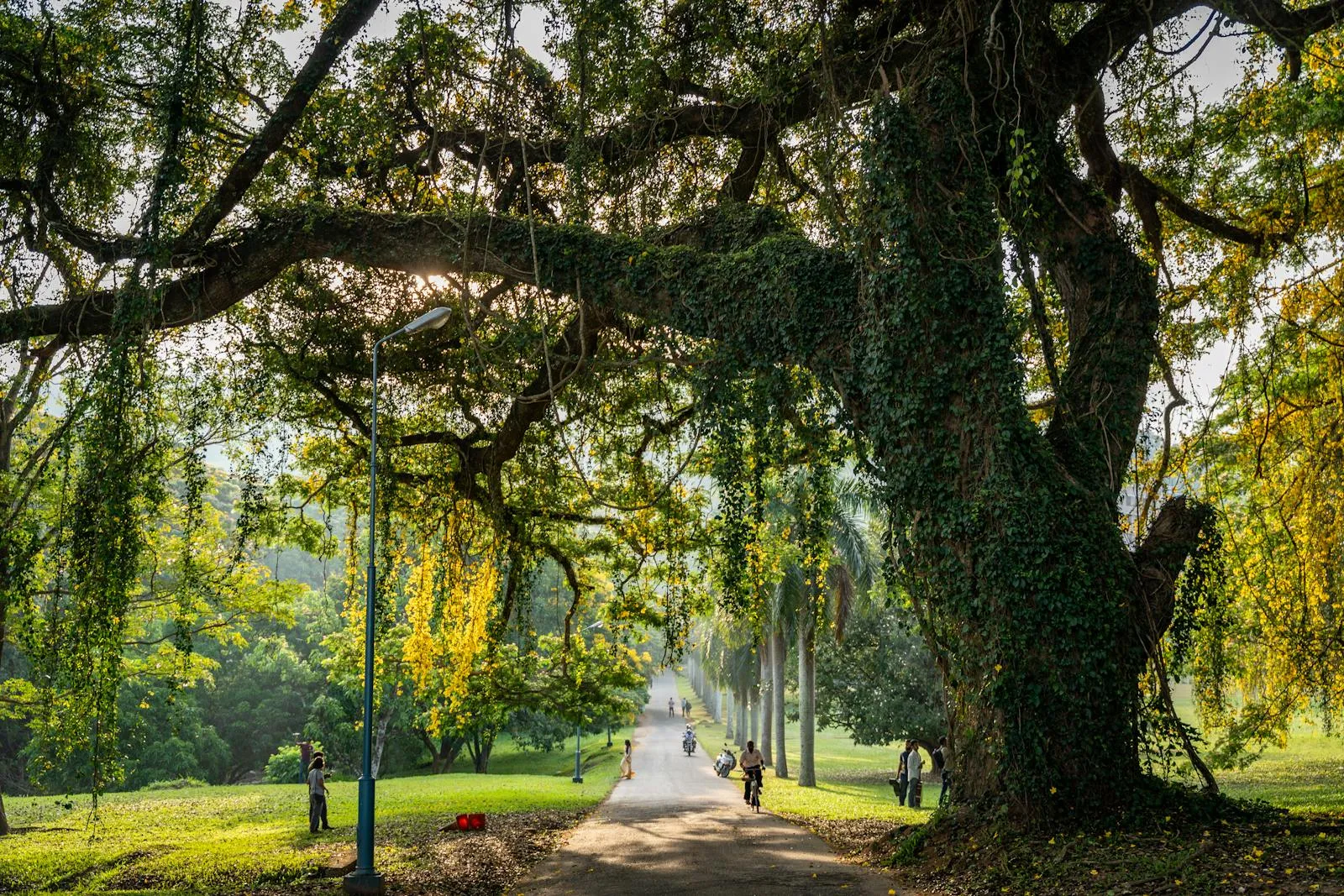 Photo by Thilina Alagiyawanna Peaceful pathway under sprawling trees at the University of Peradeniya, Sri Lanka.