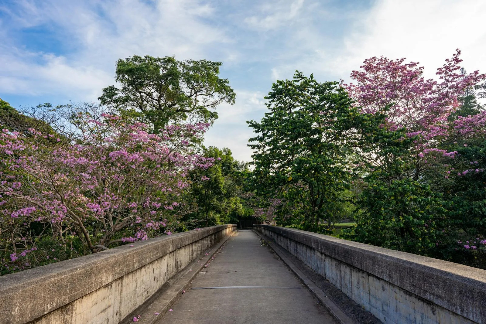 Photo by Thilina Alagiyawanna Serene pathway surrounded by pink flowering trees in Central Province, Sri Lanka.