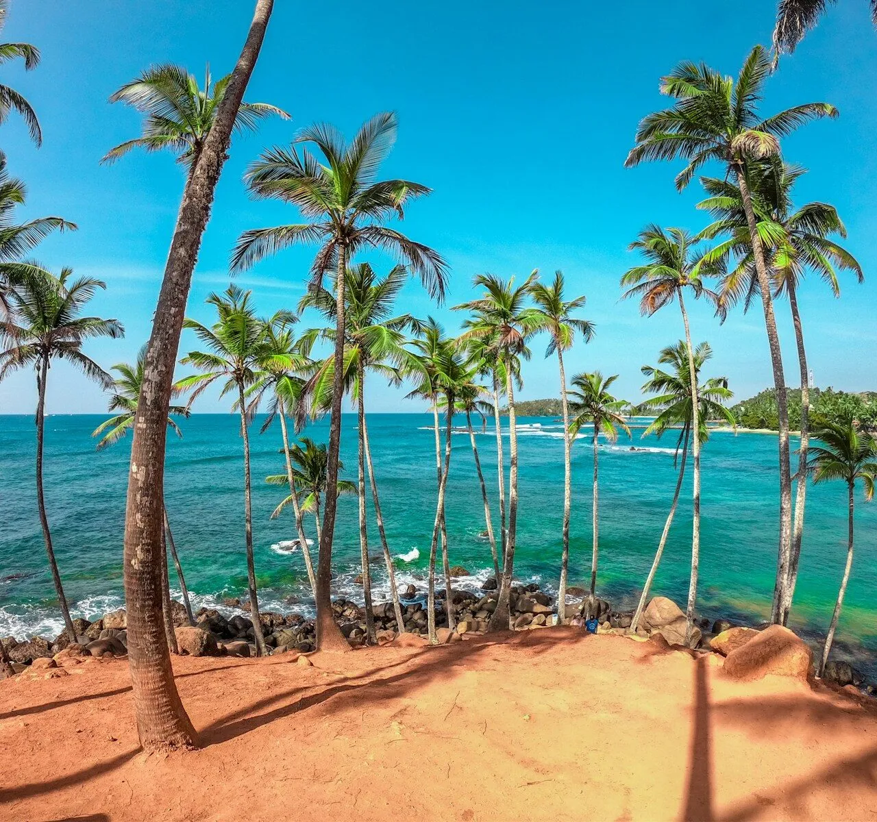 palm trees on beach shore during daytime