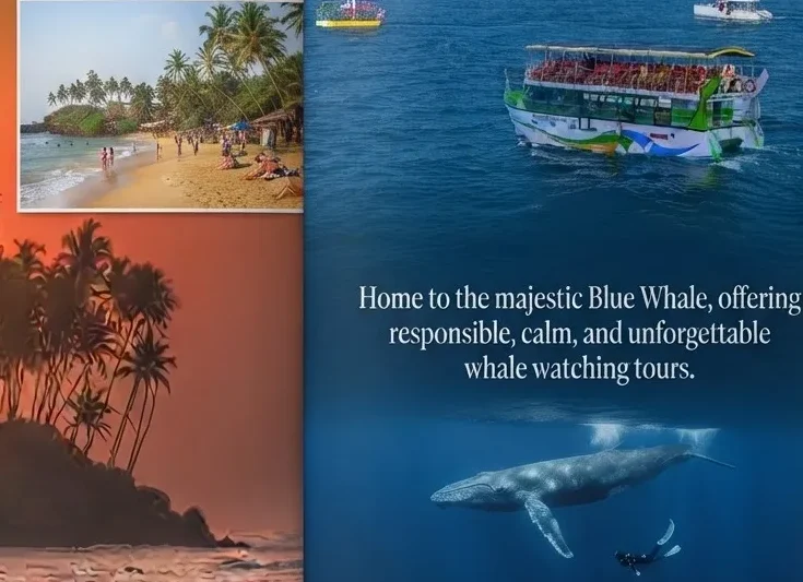 Adventure Whale Watching Tour – Mirissa, Sri Lanka