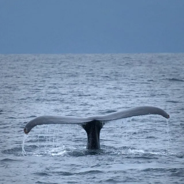 A whale's tail is sticking out of the water