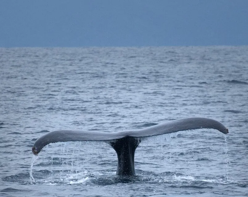 Down South Whale Watching with Guide Tour – Mirissa, Sri Lanka