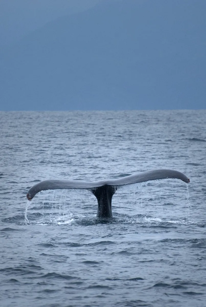 A whale's tail is sticking out of the water