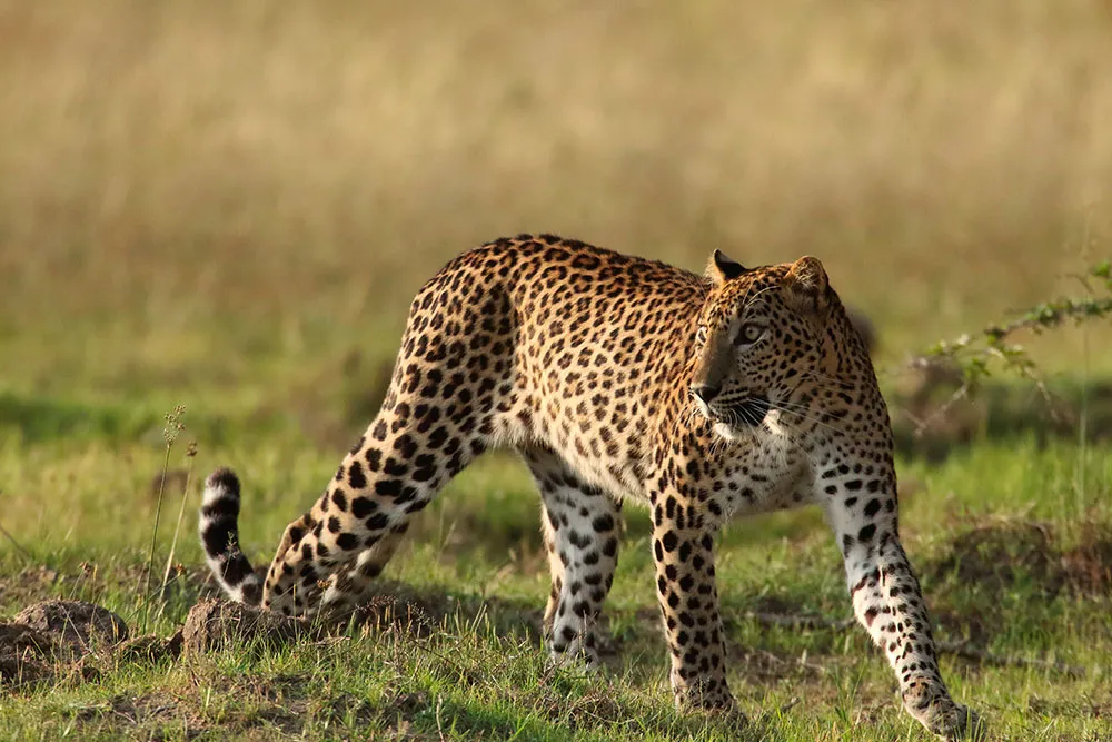 leopard01