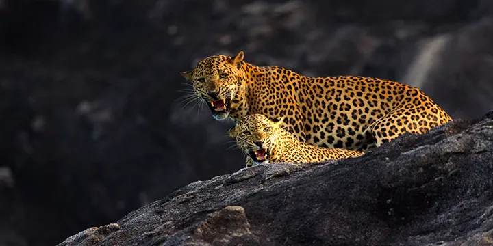 spotting-the-sri-lankan-leopard-slider-3