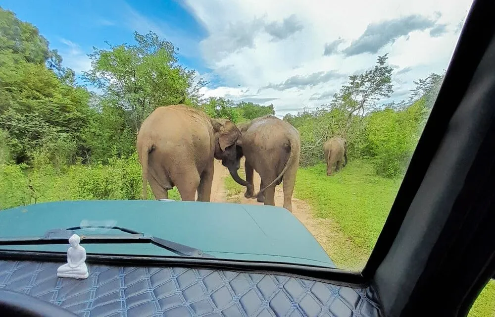 Minneriya National Park – Wildlife Adventure in Sri Lanka