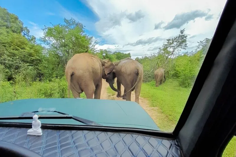 Minneriya National Park - Wildlife Adventure in Sri Lanka