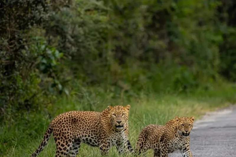Horton Plains National Park: Misty Highland Adventure in Sri Lanka