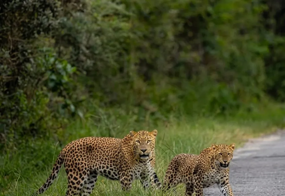 Horton Plains National Park: Misty Highland Adventure in Sri Lanka