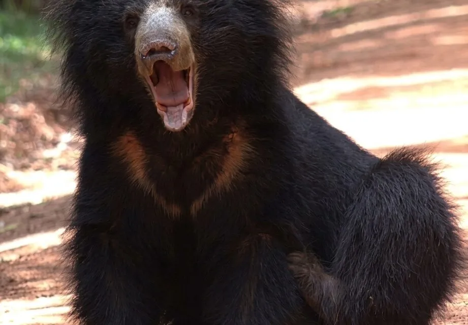 Wasgamuwa National Park Wildlife Adventure in Sri Lanka