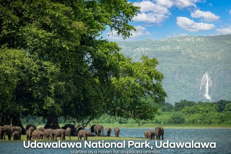 Udawalawe National Park : Sri Lanka
