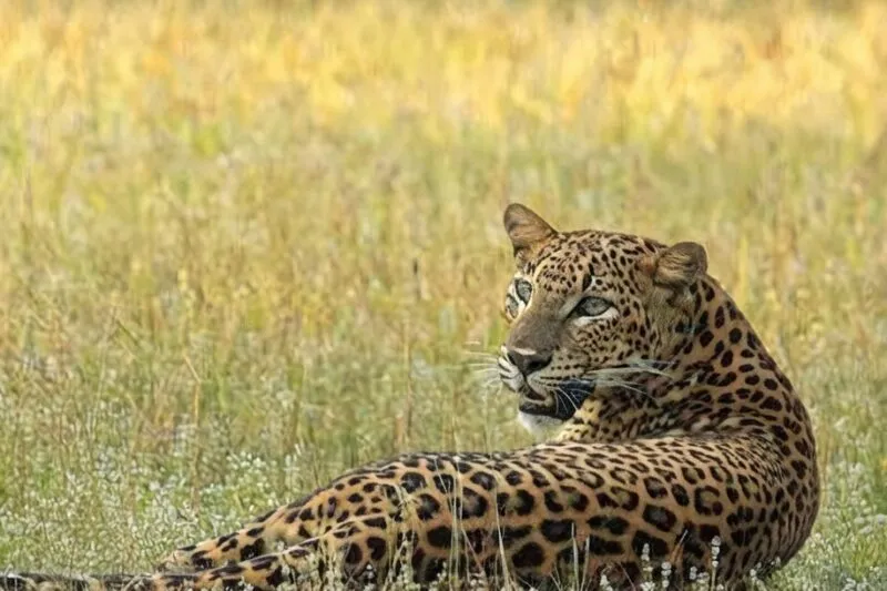 Wilpattu National Park - Wildlife Adventure in Sri Lanka