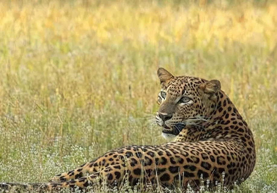 Wilpattu National Park – Wildlife Adventure in Sri Lanka